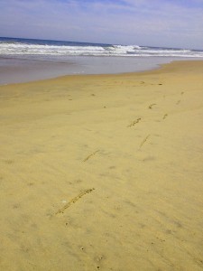 blog sand prints