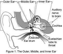inner ear anatomy